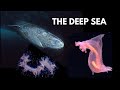 Deep Sea 101: Secrets of the Deep Ocean