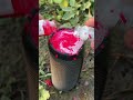 Jbl speaker red white mix colour bass jump test