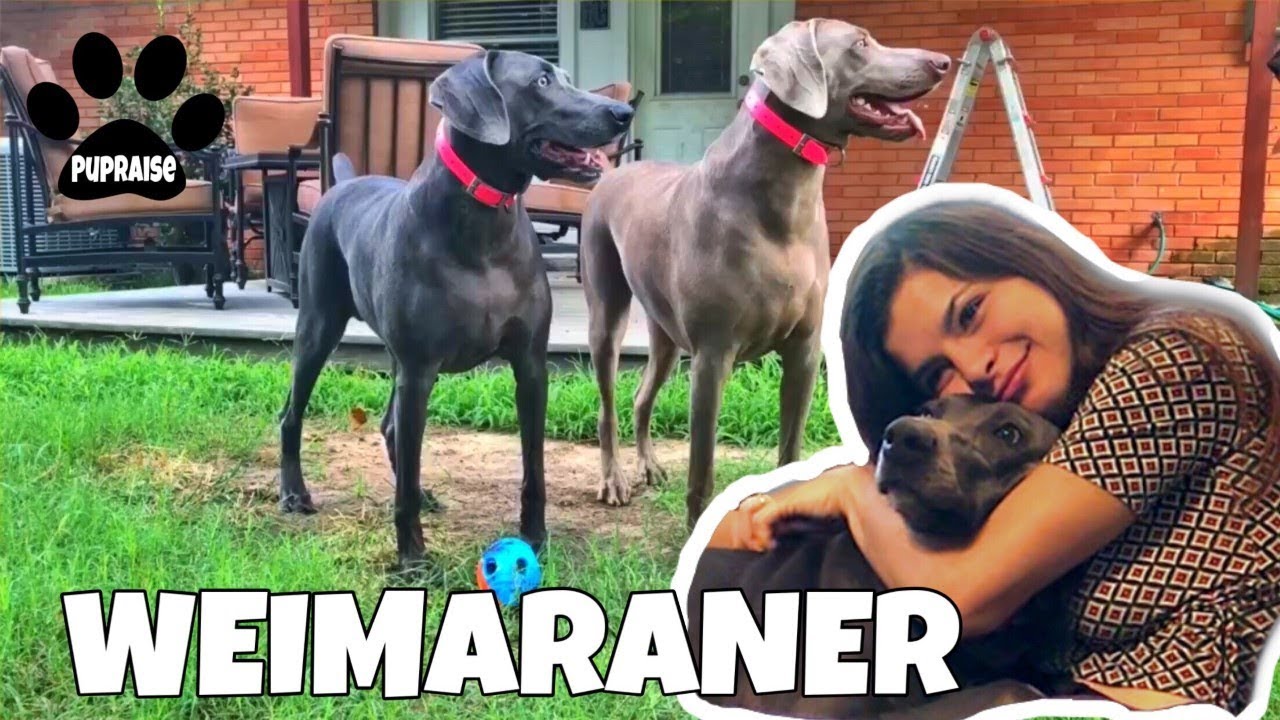 are weimaraners good guard dogs