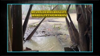 HUJAN GA NGARUH ll BABON TETAP MAKAN ll Kompilasi Video Mancing Pusanggala #pusanggala #mancing