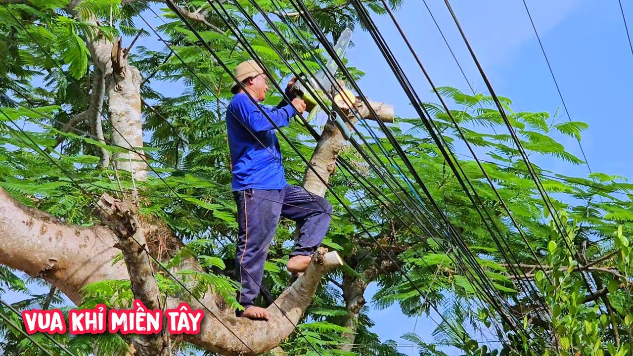 Vua khỉ cưa hạ gốc 3 cây Phượng và 1 cây Bàng vô cùng khó.