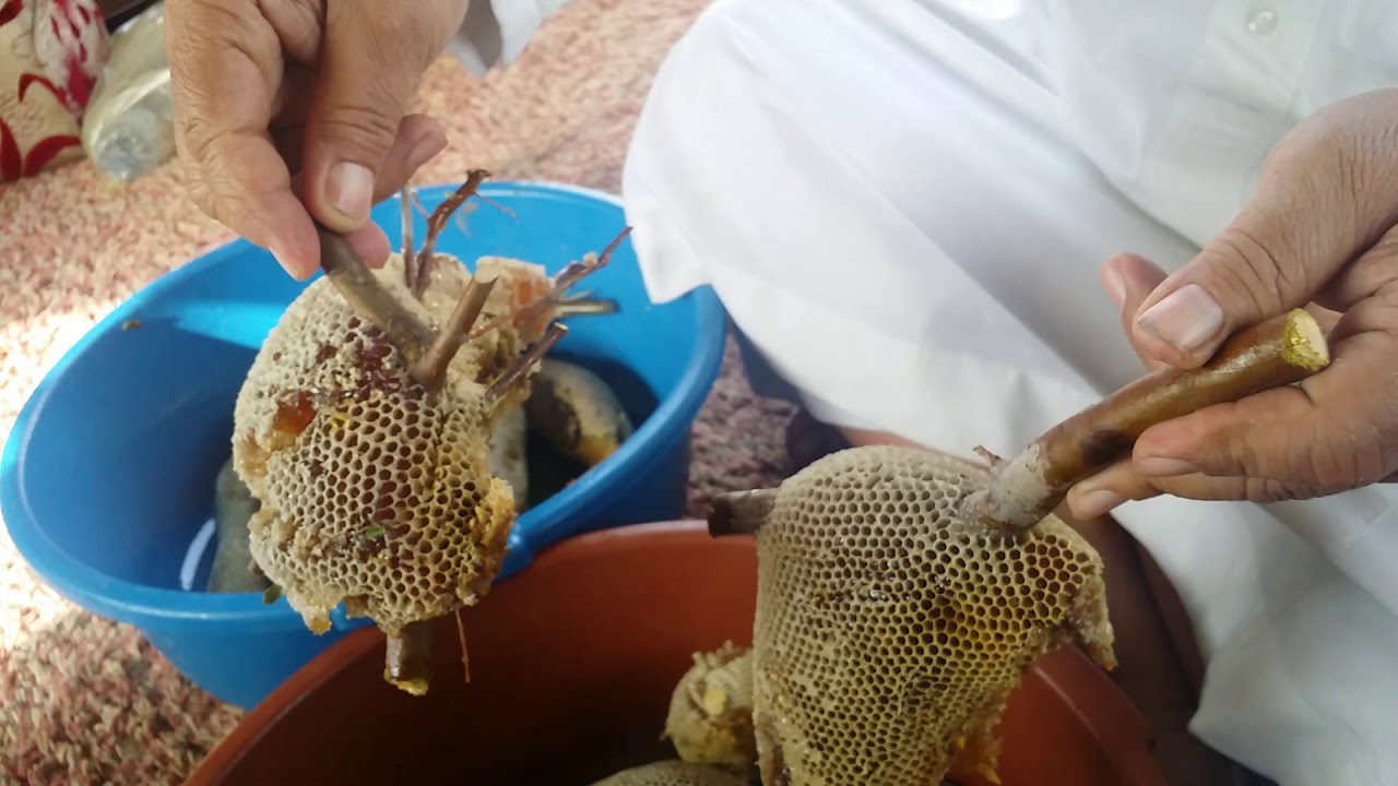 عسل نحل اندنوسي حصله ميثاق النحال1439/8/5 YouTube