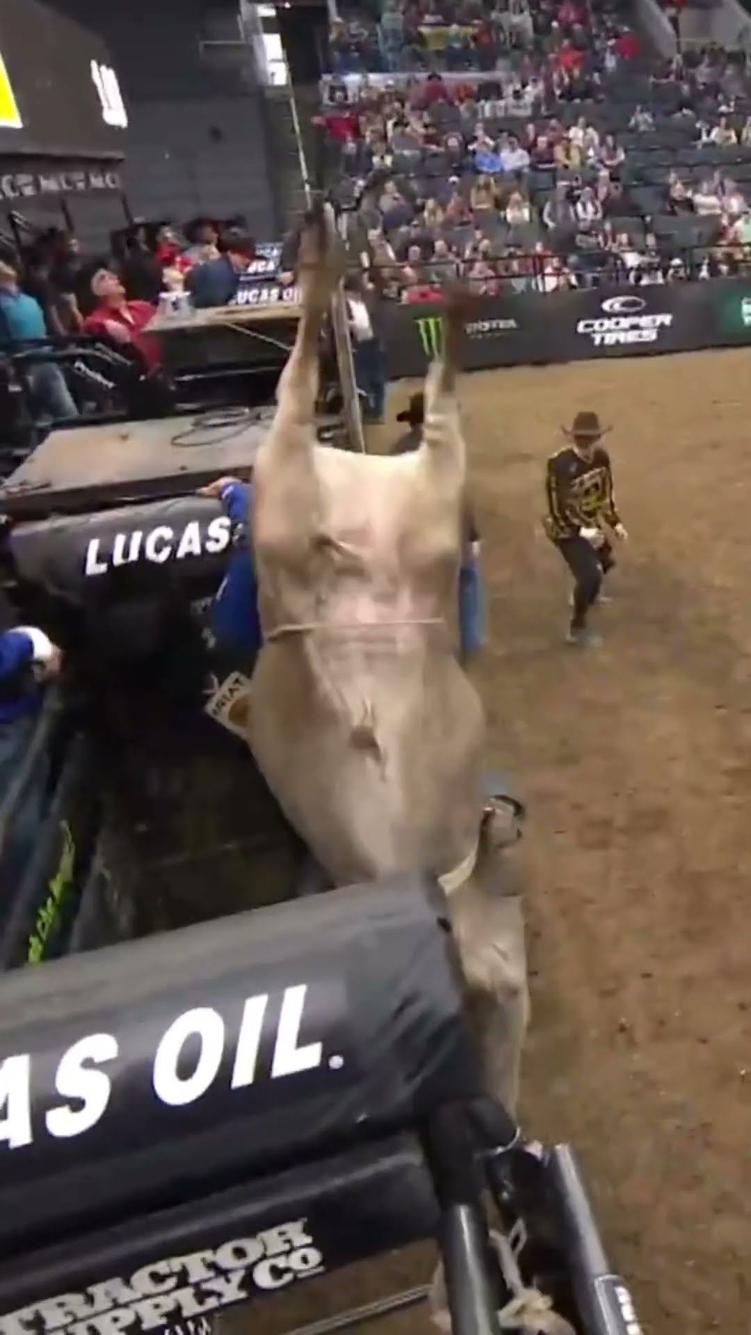 Meet Your 2024 PBR YETI World Champion Bucking Bull: The one and only MAN HATER