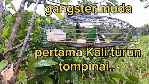 percuban pertama mikat guna gangster muda#pikatburung#serinditgacor#serindit#kicauburung#kicaumania