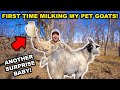 MILKING My Backyard GOATS!!! (Another Baby was Born) - Catch Clean Cook