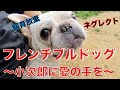 ピットブルの威圧に負けないフレンチブルドッグ小次郎