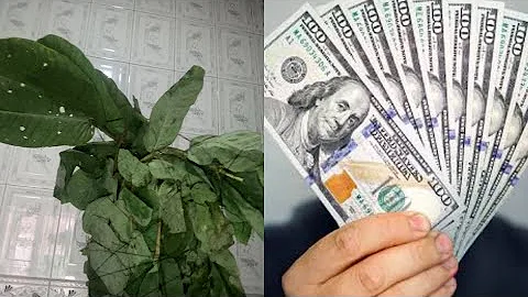 This leaf will make you rich and famous when you use it this way