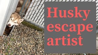 Husky escape artist