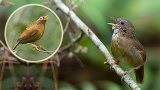 Tiểu mi Nam hót đấu với Đại mi lộn 😝 / Spot-throated Babbler (South VN) vs Garrulax canorus combat