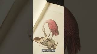 Exploring Color in Ornithological Literature