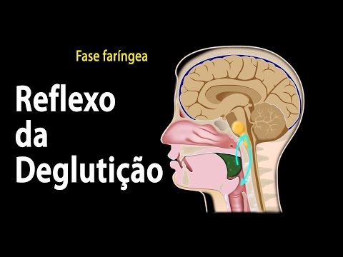 Vídeo: Diferença Entre Glote E Epiglote