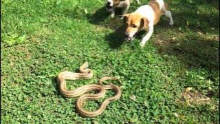 Jack Russell vs snake