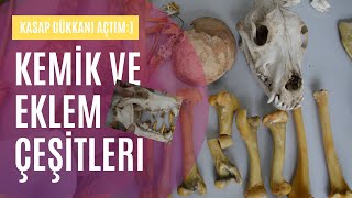 Kemik Ve Eklem Çeşitleri Types Of Bones And Joints Lise Ve Ortaokul Deneyleri Kurtuluş Atli
