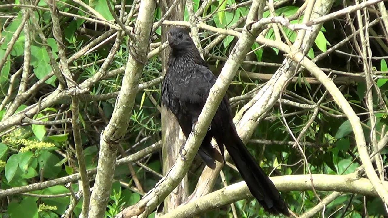 Smooth-billed Ani, Crotophaga ani, Wild birds, Brazilian fauna, 