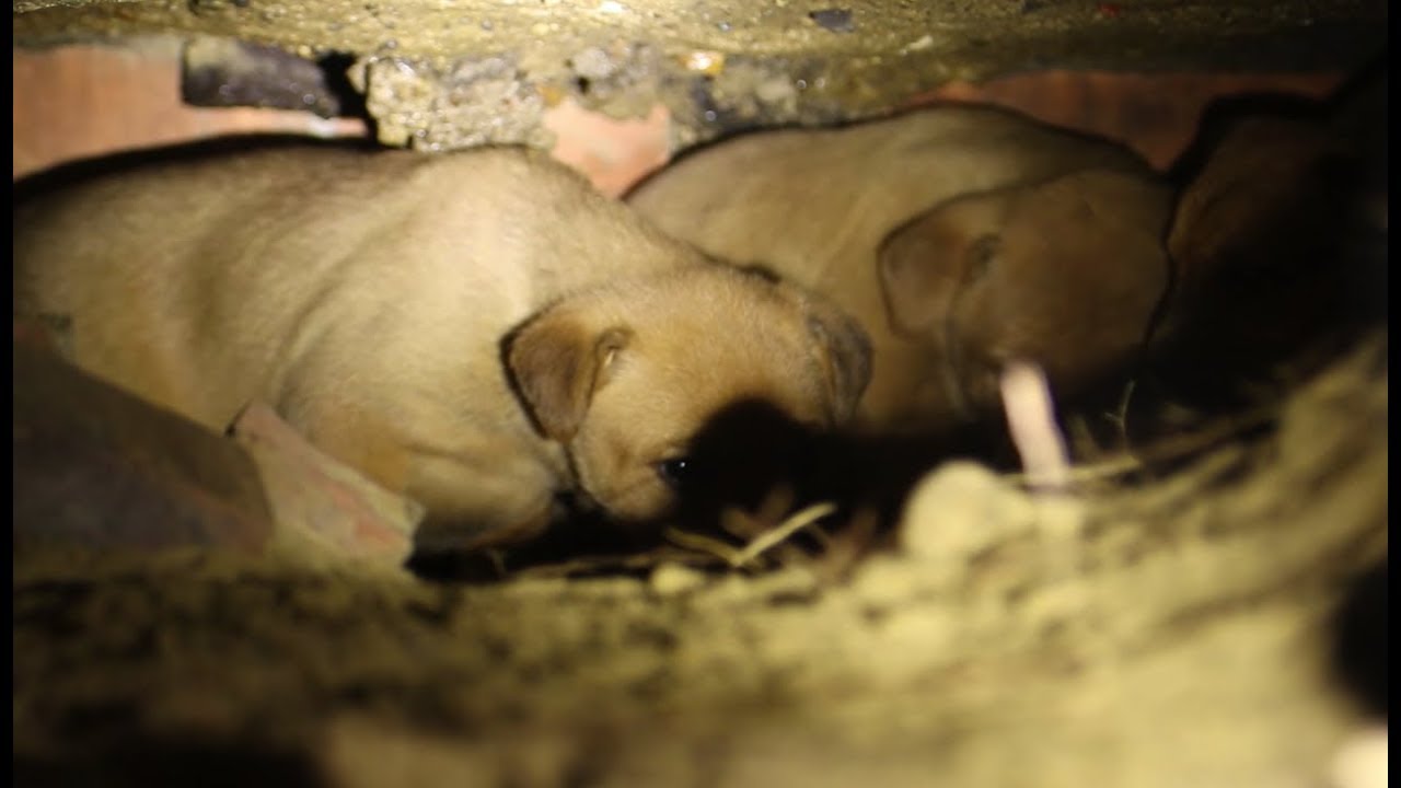 how to get a dog out from under the house