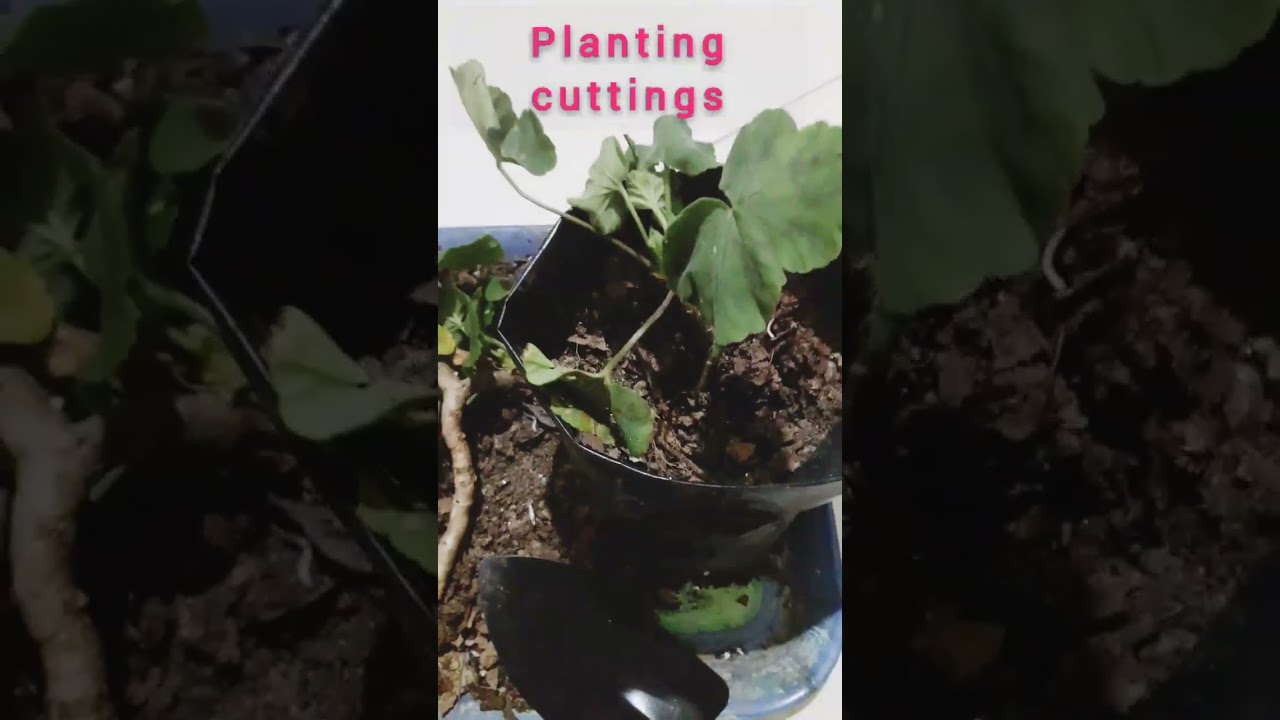 Geranium cutting.Planting Geranium cuttings.