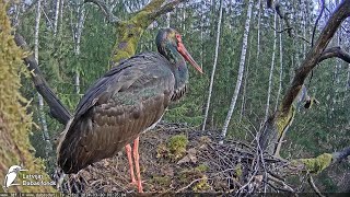 Melnais stārķis (Ciconia nigra) Ogres novadā - LDF tiešraide