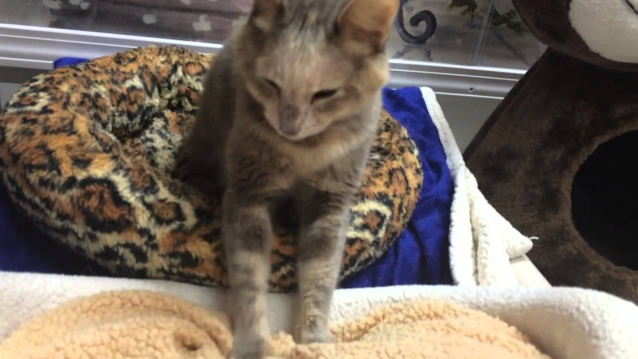 special needs animals for adoption near me Meet the crazy kitties of Room 4
