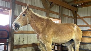 Update on Amara the draft horse who was rescued after being in an accident and saved from slaughter.