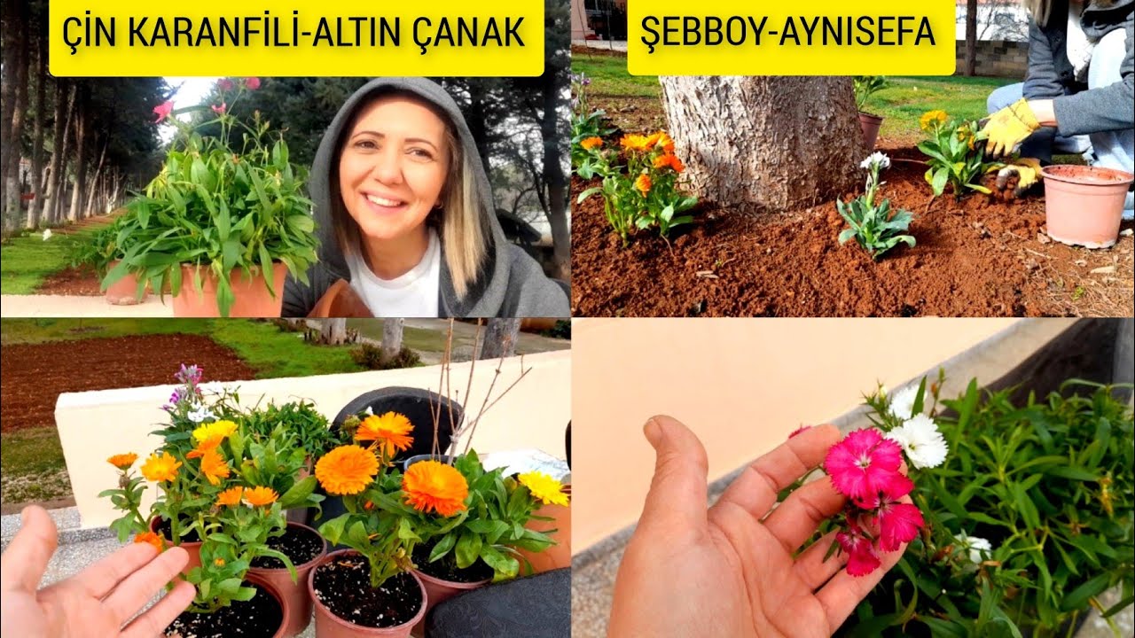 💯BAHÇELERİN VE BALKONLARIN VAZGEÇİLMEZİ👉#kışınaçançiçekler#çiçekler#flowers