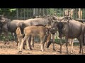 Geboortegolf bij de Safari | Burgers' Zoo Natuurlijk | Arnhem