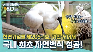 주걱처럼 생긴 부리 저어새, 국내 최초 엄청 귀한 몸 ‘자연번식’ 성공! | Blackedfaced spoonbill, 'Natural reproduction' success!