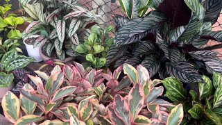 Plantas que crescem muito com substrato simples orgânico 👀🫣