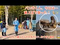 3月23日パンチくん、今日は一 番上まで登った!パンチくんが一番上から下を見下ろす...怖すぎる瞬間!