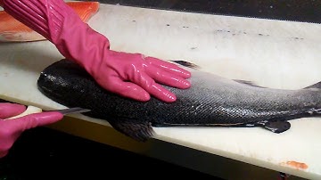 Cómo filetear un salmón