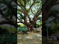 Chayito tomando fotos de una Parota o Huanacaxtle #arboles #botánica #plantas #naturaleza #botánica