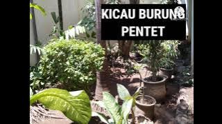 kicau burung pentet mp3 #kicauburung81