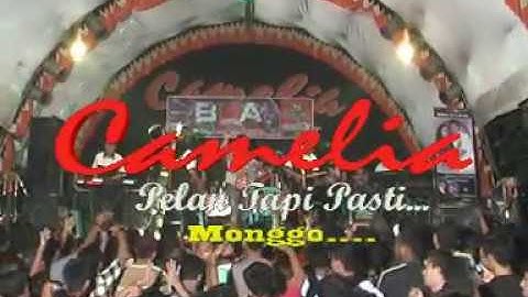 Kelinci Ucul Ayu Mustika #Camelia Kecapi