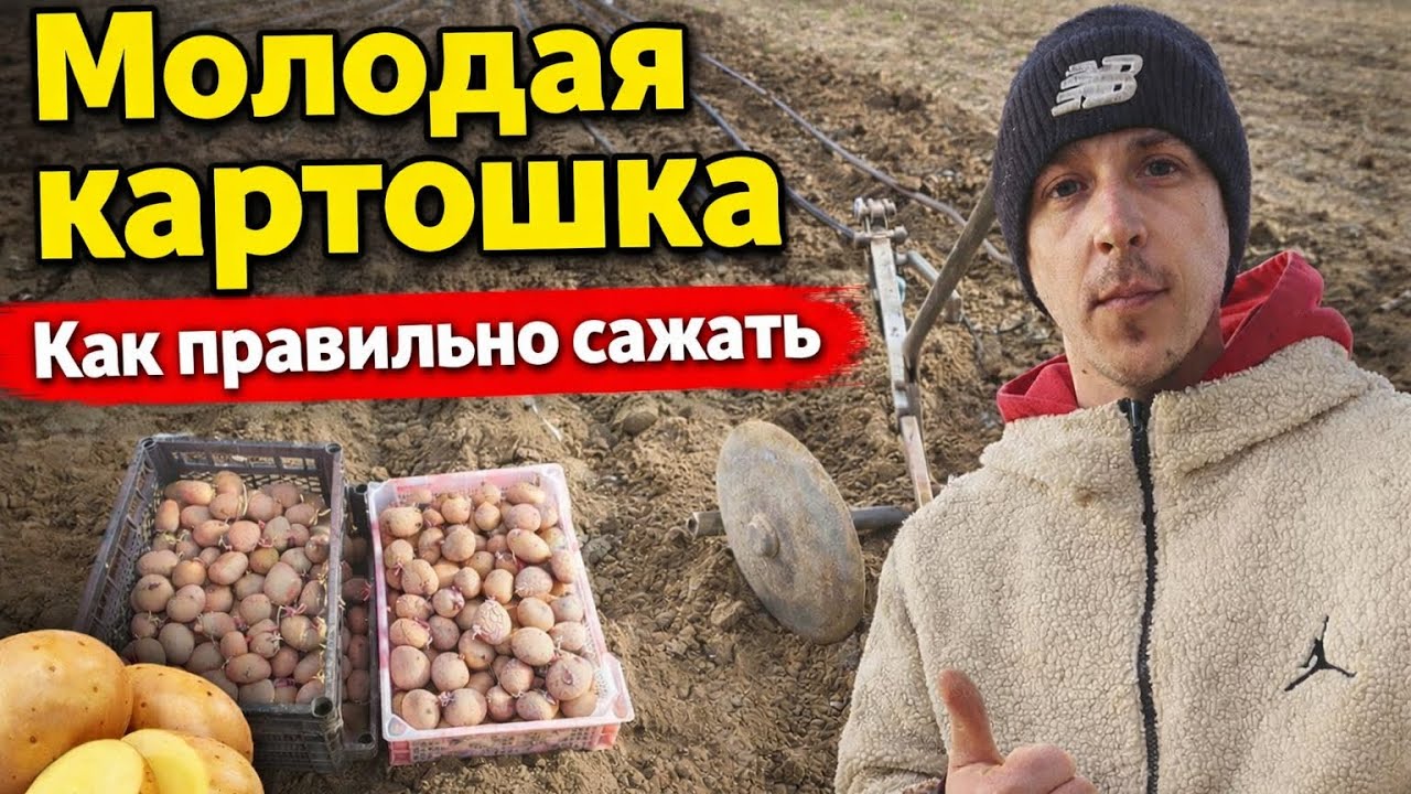 МОЛОДАЯ КАРТОШКА —САЖАЕМ ПРАВИЛЬНО!
