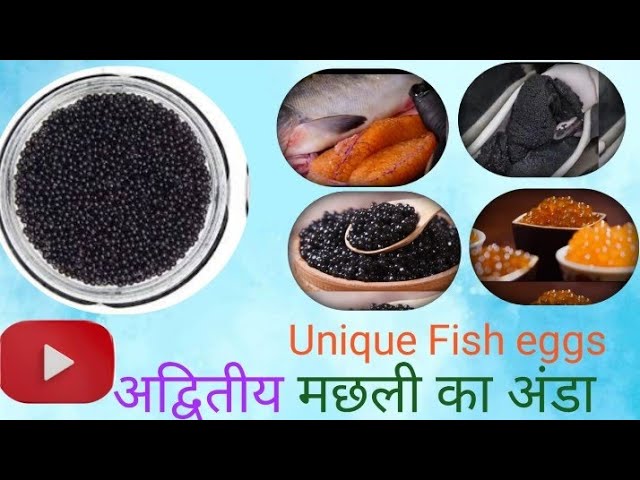 Unique Fish Eggs //Adviteey Machli Ke Anda 