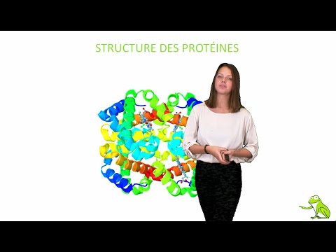 Vidéo: Quelle est la structure chimique des protéines ?