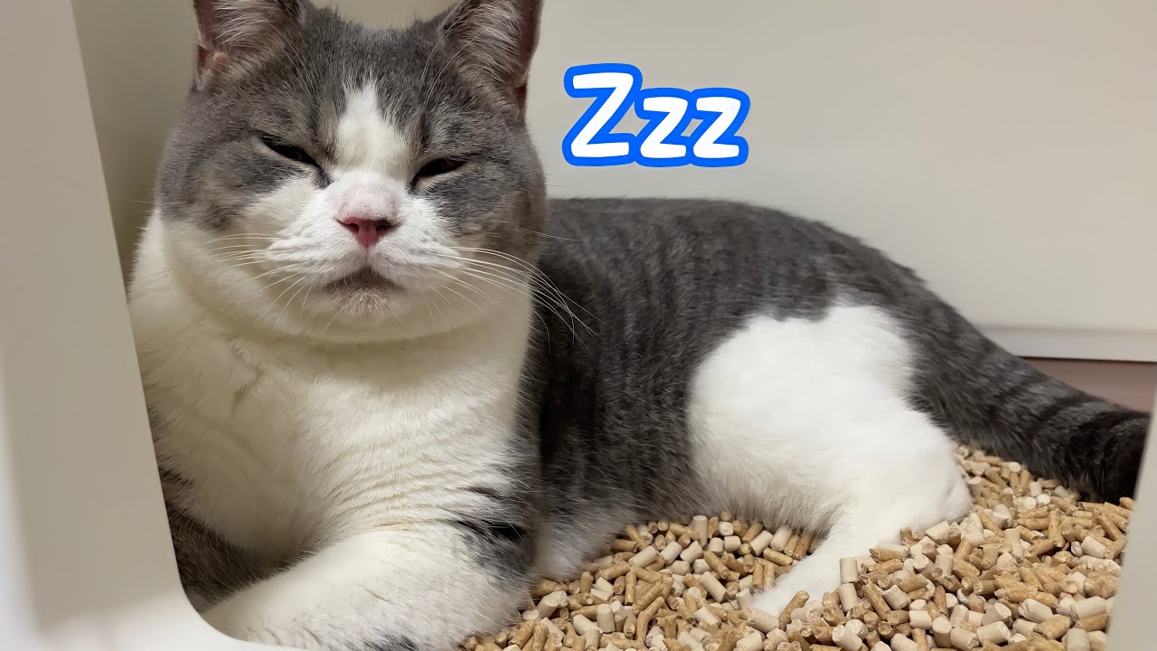 四六時中寝てる猫がトイレで寝るようになりました… YouTube 四六時中寝てる猫がトイレで寝るようになりました… YouTube