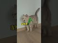关我家猫7米大阳台交房了,它要4米大玻璃这件事