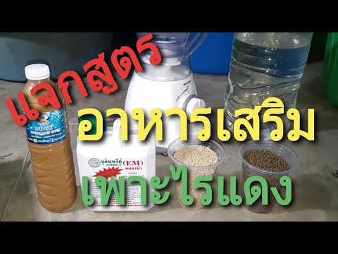 แจกสูตร อาหารเสริม เพาะไรแดง Give out red mite supplement formula