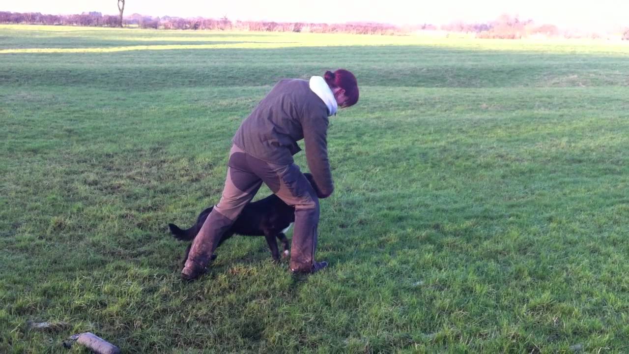Gundog Training a Collie x Labrador to retrieve dummies on the back ...