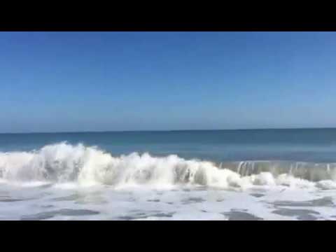 Manatee in the Ocean, Vero Beach - YouTube