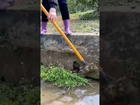 Vídeo: Ferramentas de jardinagem obrigatórias: novas ferramentas e dispositivos de jardinagem para jardineiros