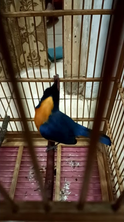 Tledekan bakau muda berbakat