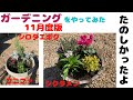 【ガーデニング】シクラメン・コニファなどプランターに綺麗に彩ることが出来ました。