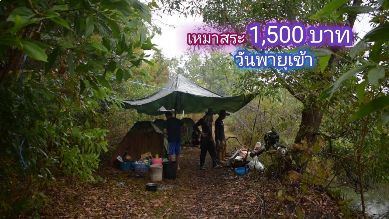 เหมาสระ 1,500 บาท ฝนตกทั้งวัน ตั้งเเคมป์ 2วัน 2คืน สระใหญ่ที่เคยขายได้เงินหลักหมื่น / บ้านนอก EP.567