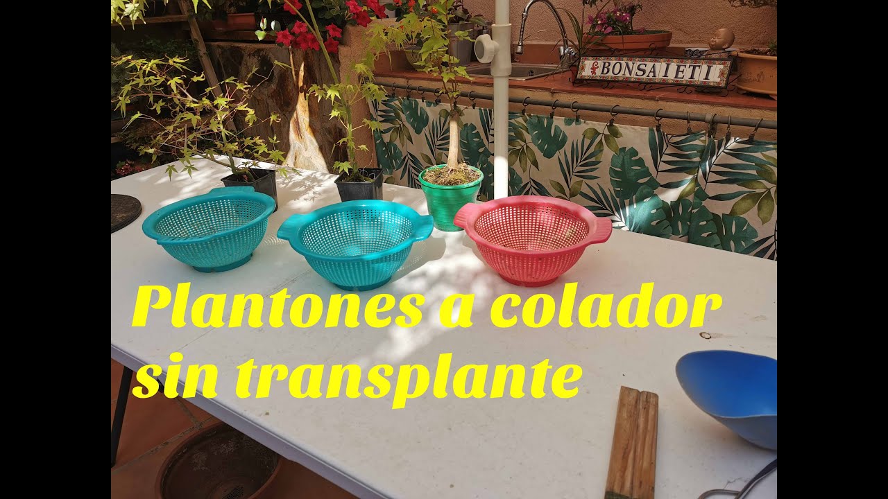Plantones a colador sin transplante [Sencillo]