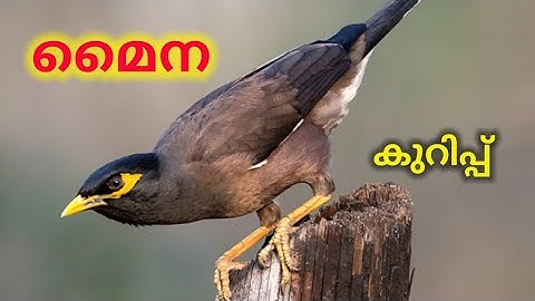 മൈനയെ കുറിച്ച് വിവരണം !! മൈന നിരീക്ഷണ കുറിപ്പ് !! പക്ഷി നിരീക്ഷണം !! Ashwin