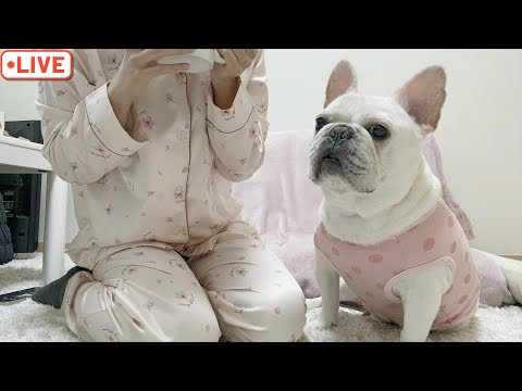 ちょっとだけ【フレンチブルドッグ frenchbulldog】