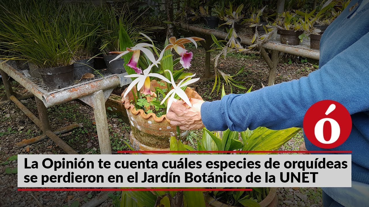 Se perdieron especies de orquídeas en el Jardín Botánico del estado Táchira