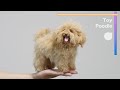 羊毛フェルトで作るトイプードル / Toy Poodle