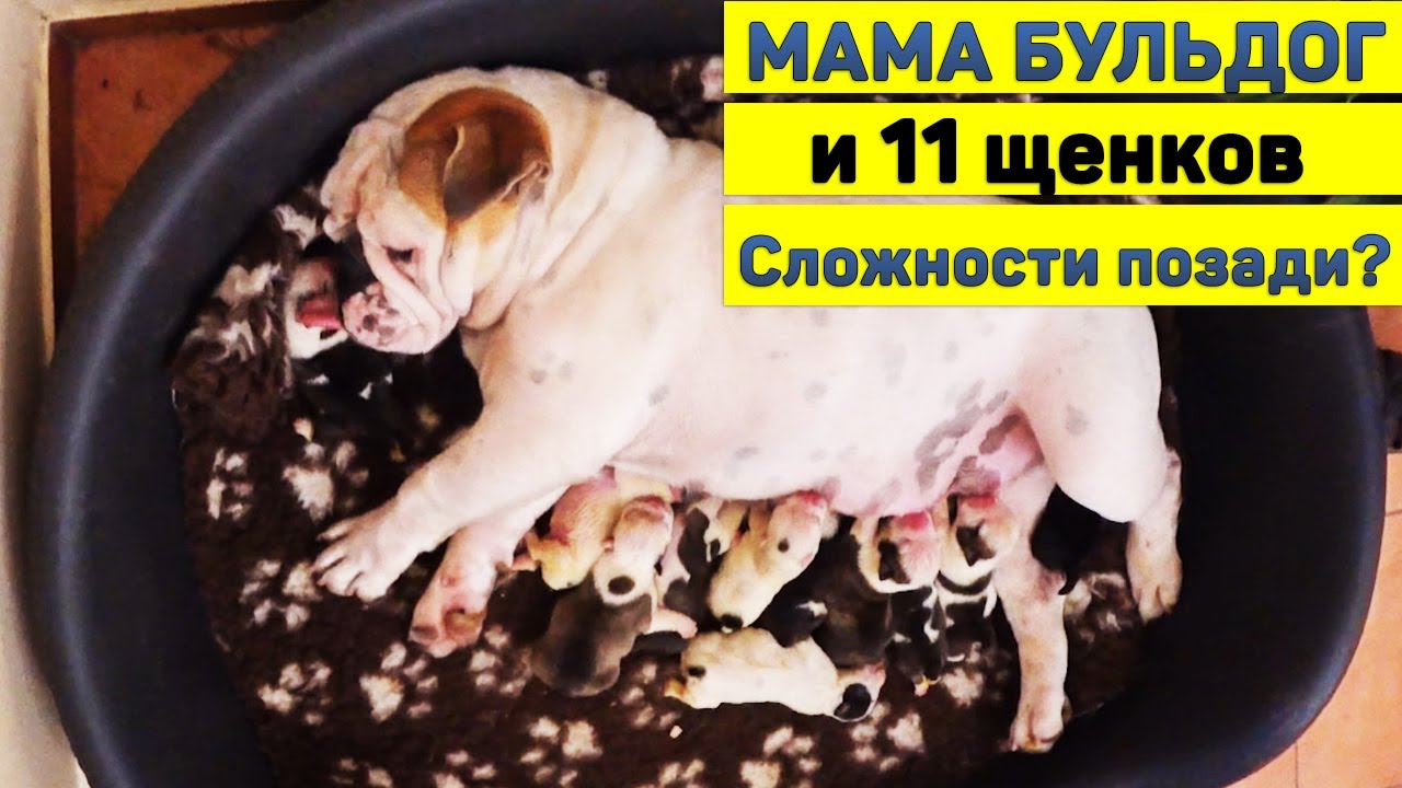 Английский Бульдог. Чем закончится история плохой мамы? Наши молодые ...